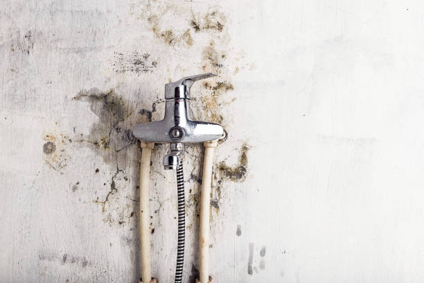 Best Home Mold Removal  in Blythe, CA