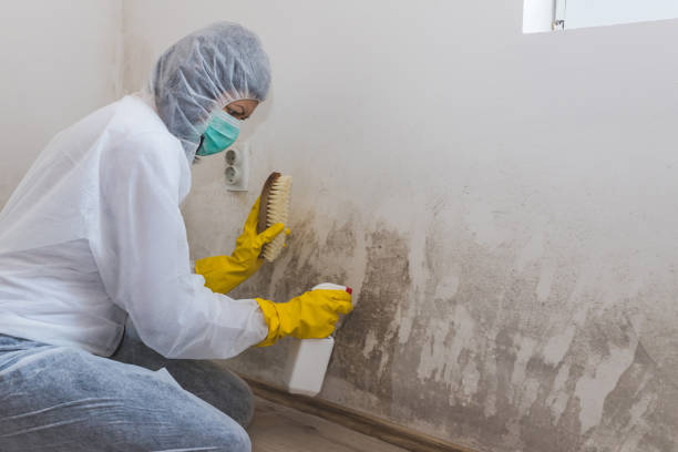 Office Mold Removal Services in Blythe, CA