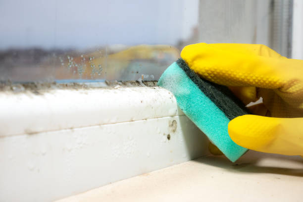 Best Office Mold Removal Services  in Blythe, CA