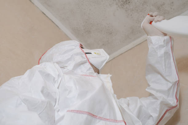Attic Mold Removal in Blythe, CA
