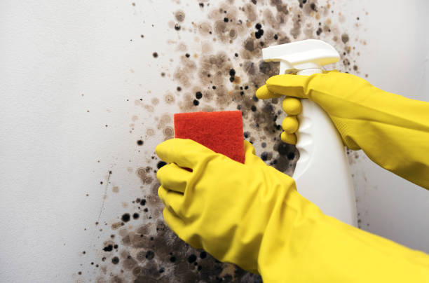 Best Crawl Space Mold Removal  in Blythe, CA