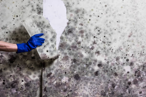 Best Mold Removal Specialists  in Blythe, CA